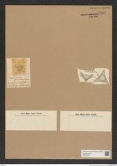 Diatomeae indet. Zeichnungen Sammlung Grunow Nr. 6887 (NHMW-BOT-W0375751)